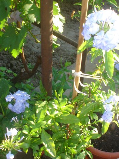 plumbago
