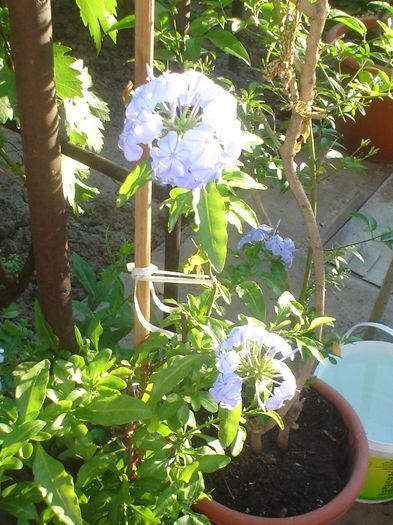 plumbago