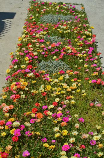 DSC_1008 - 1 COVORUL DIN PORTULACA 2013