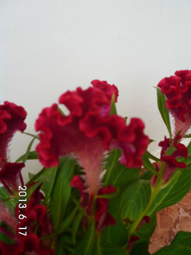 crina 413 - CELOSIA SAU CREASTA COCOSULUI