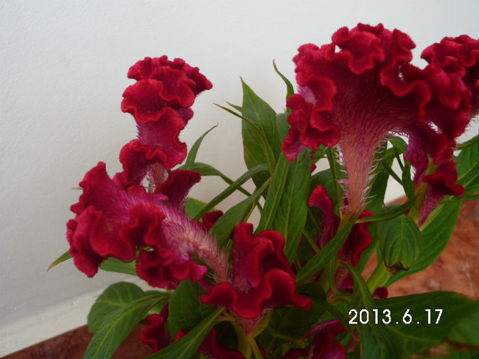 crina 414 - CELOSIA SAU CREASTA COCOSULUI