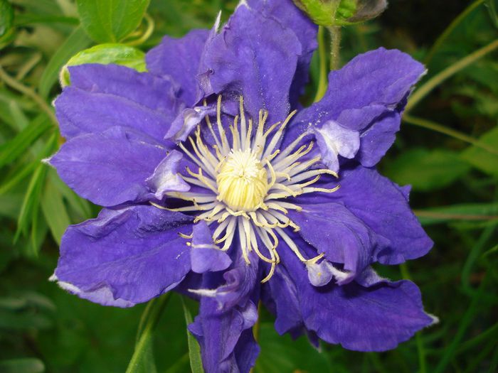 Kiri Te Kanawa - Clematis 2013