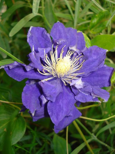 DSC09639 - Clematis 2013