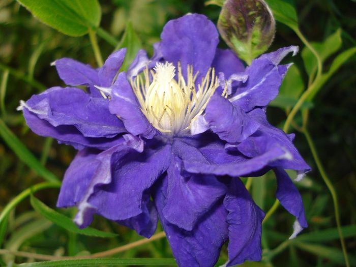 DSC09644 - Clematis 2013