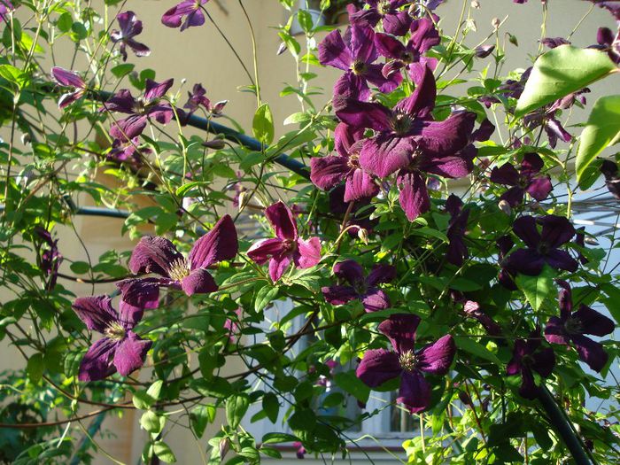 Royal Velours - Clematis 2013