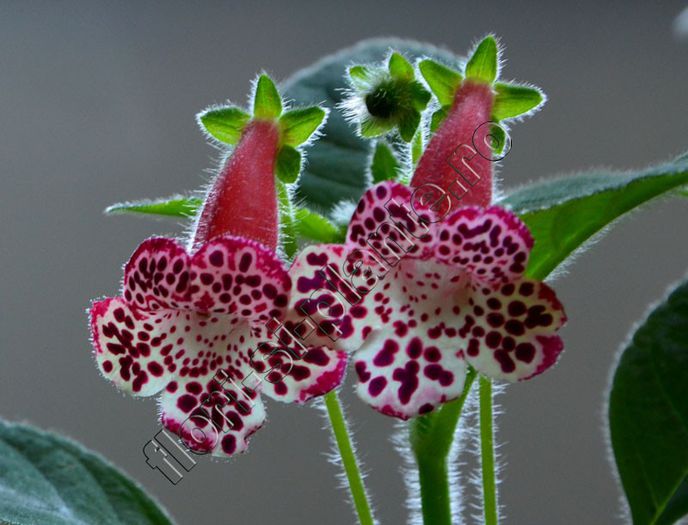 Kohleria Elvy (ni)