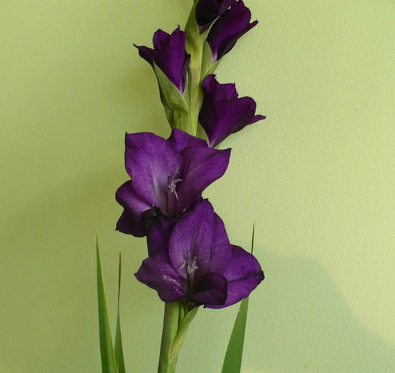 P1450136 - flori diverse 2013