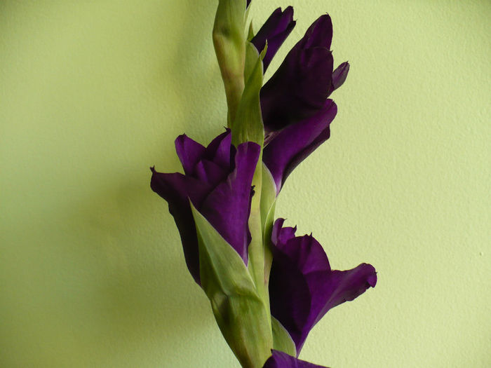 P1450142