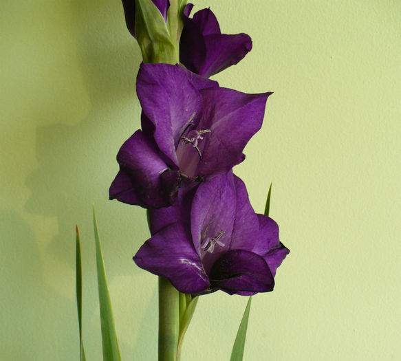 P1450139
