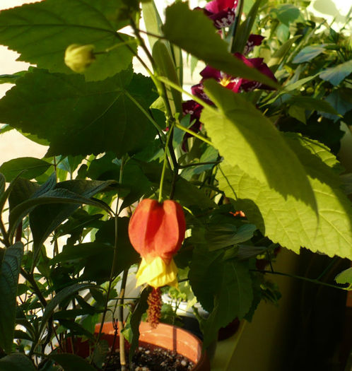P1450159 - Abutiloni 2013