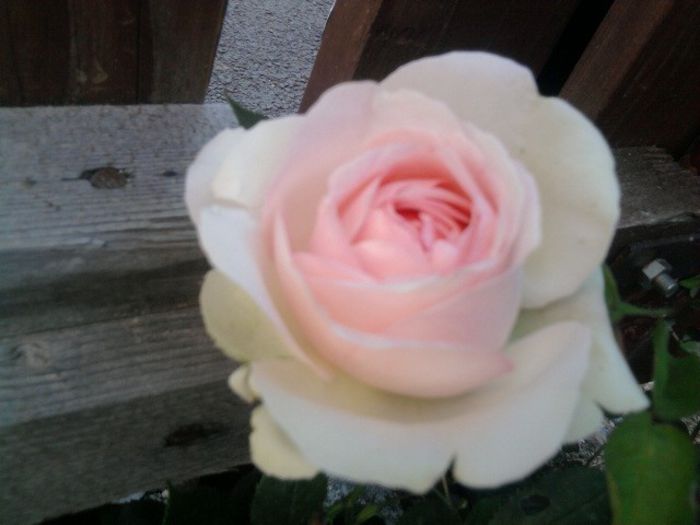 Fotografie2593 - eden rose