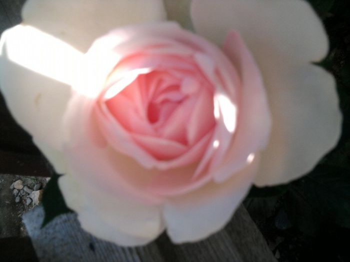 Fotografie2616 - eden rose