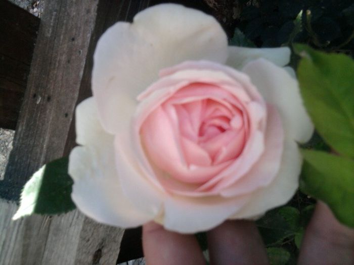 Fotografie2617 - eden rose