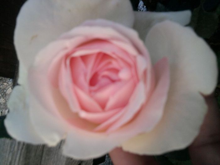 Fotografie2618 - eden rose