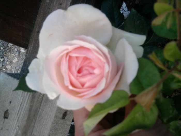 Fotografie2620 - eden rose