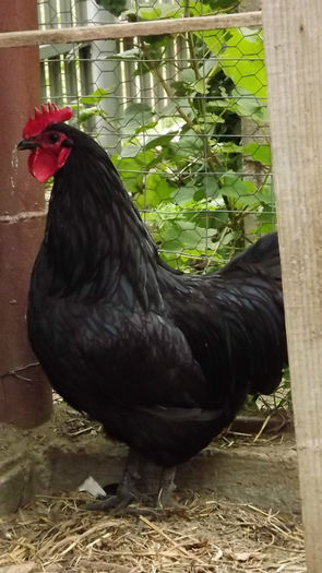 Australorp de vanzare - Vand gaini australorp negru