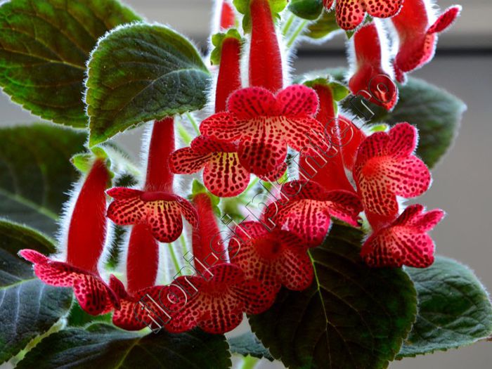 Kohleria Cecilia (ni)