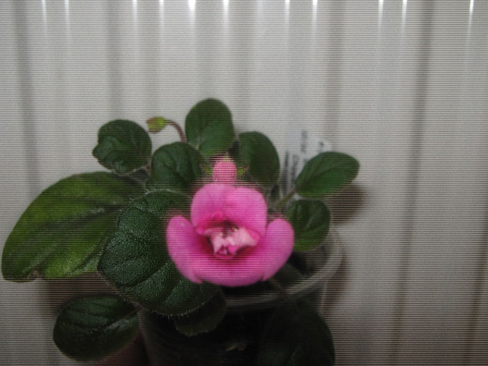  - mini sinningii