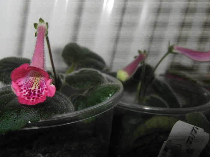 - mini sinningii