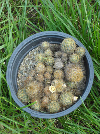 19.06.013 ;MAMILLARIA  >Multumesc frumos N!