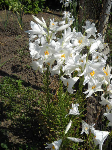 Crin Alb 19.06.013  !!