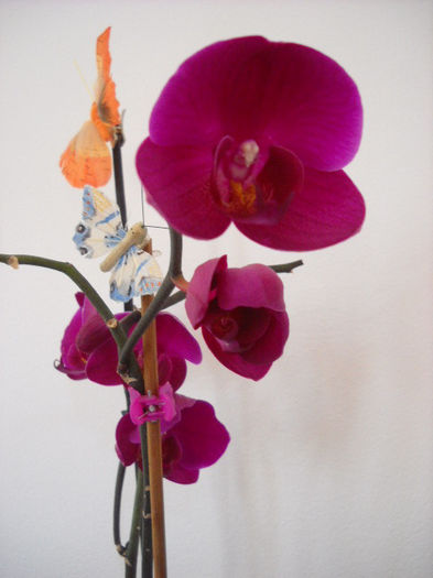MOVULINA-19.06.013  !! - Orhideea - Phalaenopsis-Cambria