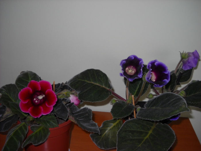 DEFIANCE-vIOLACEA >19 iUNIE! - 1GLOXINIA- 2013