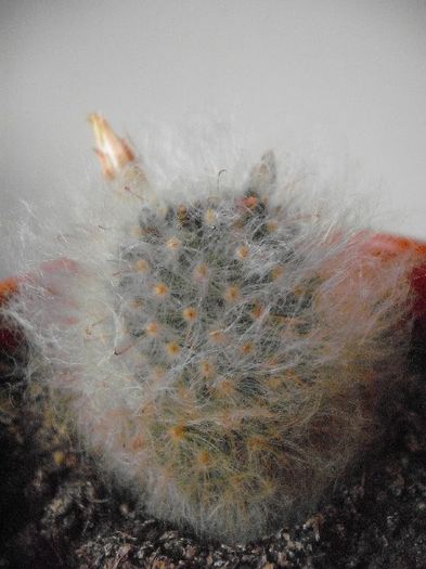 Mammillaria Albicoma; Mammillaria
