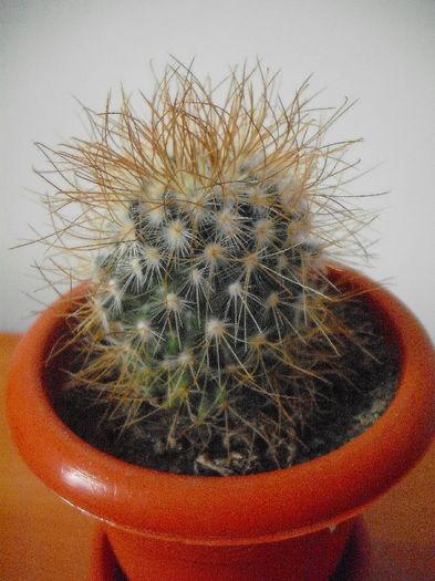 Mammillaria Bombycina 2013; BRICOSTOR 2012
