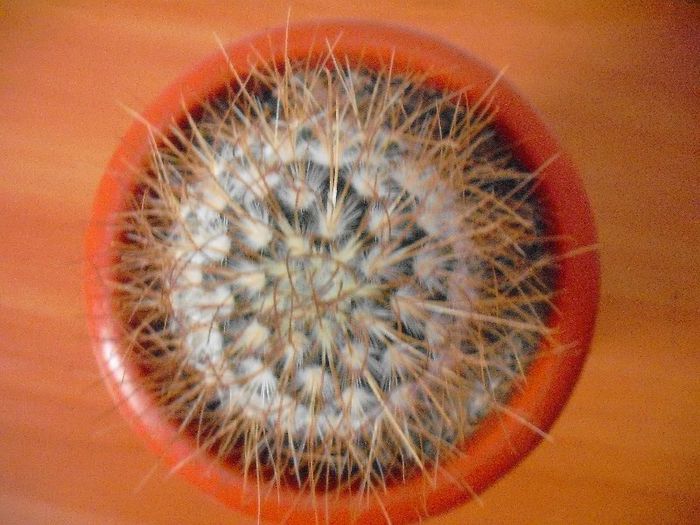 Mammillaria Bombycina; Mammillaria
