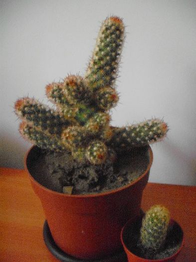 Mammillaria Elongata 2013; BRICOSTOR 2012
