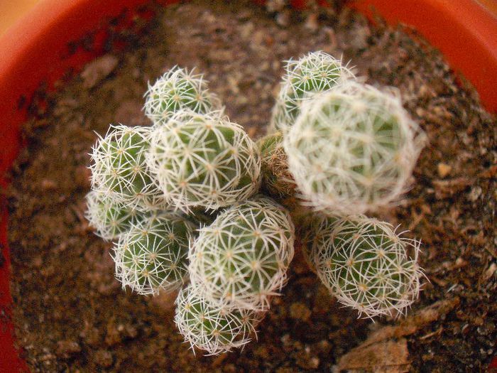 Mammillaria Gracillis 2013; CRYSSS 2013
