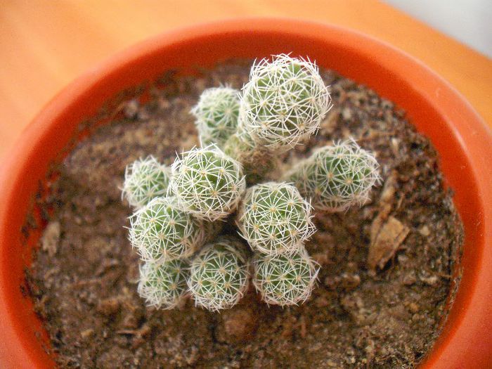 Mammillaria Gracillis; Mammillaria
