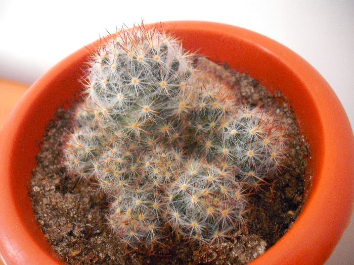 Mammillaria Prolifera; Mammillaria
