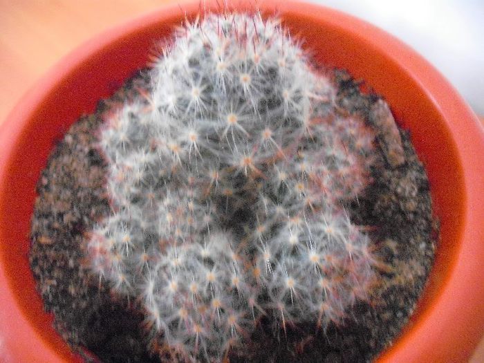 Mammillaria Prolifera; Mammillaria
