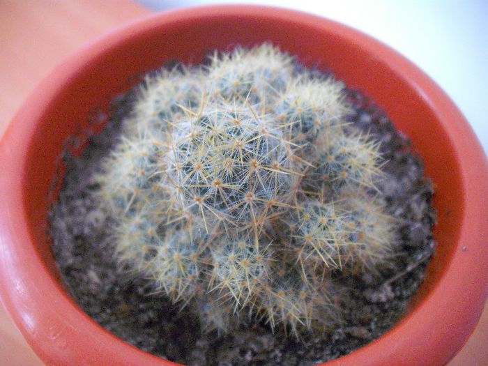 Mammillaria prolifera V Texana; Mammillaria
