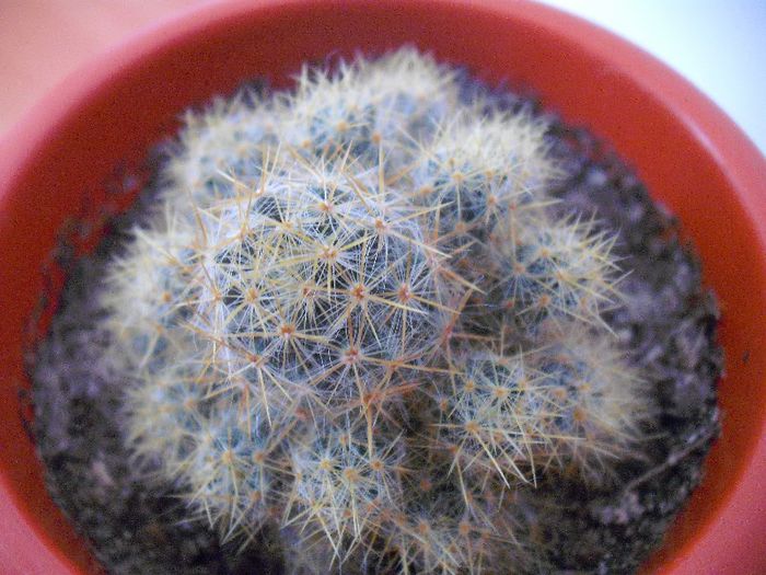 Mammillaria Prolifera V Texana 2013; CRYSSS 2013
