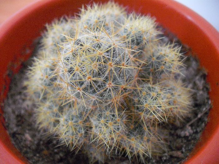 Mammillaria Prolifera V Texana; Mammillaria
