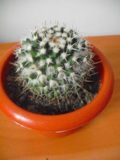 Mamillaria Sempervivi; Mammillaria
