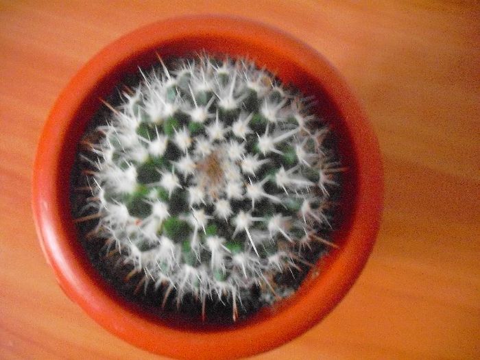 Mammilaria Sempervivi 2013 - Mammillaria 2013