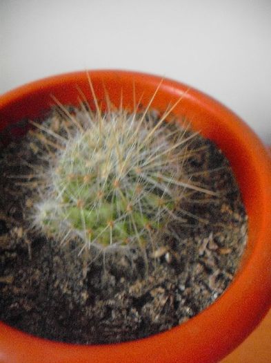 Thelocactus Macdowellii Casa Blanca; ADARIA 25.3.2013
