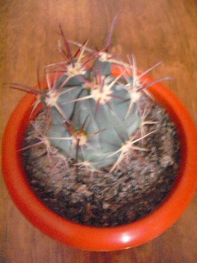 Ferocactus Emoryi; Crysss 6.3.2013
