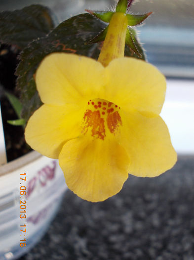 yellow beauty - achimenes 2013