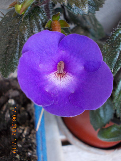 19 iunie 2013- flori 070