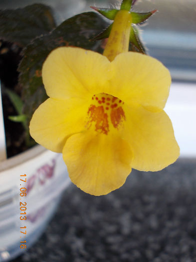 yellow beauty - achimenes