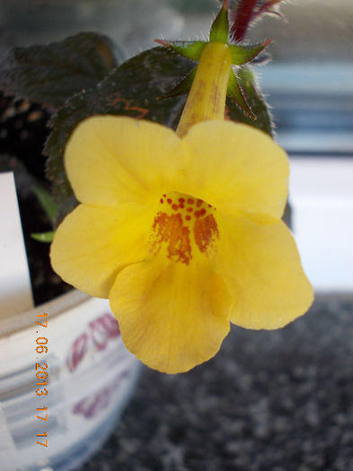 19 iunie 2013- flori 066 - achimenes
