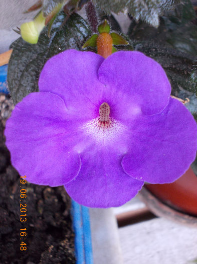 19 iunie 2013- flori 125 - achimenes