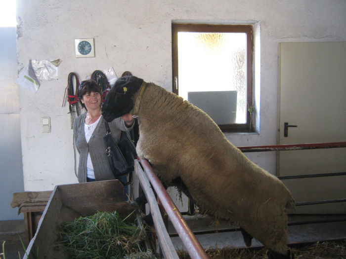 de vanzare oi si berbeci suffolk