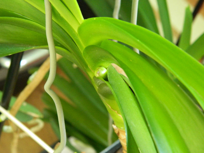 DSCN2162 - Vanda Kulwadee