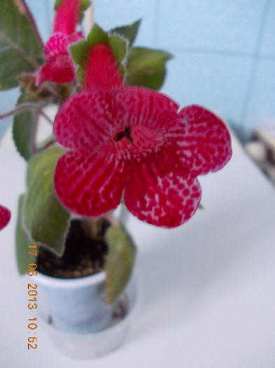 k. no name